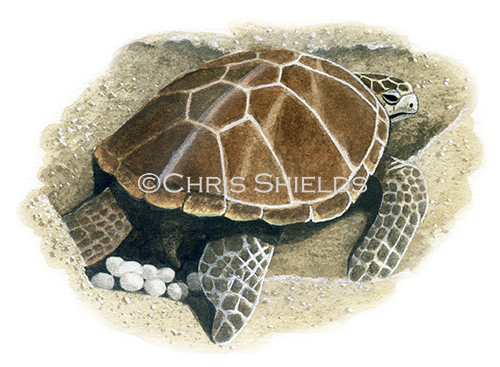 Illustration of Green Turtle (Chelonia mydas) (#1328)