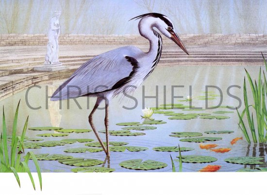 Illustration of Grey Heron  (Ardea cinerea) (#0145)