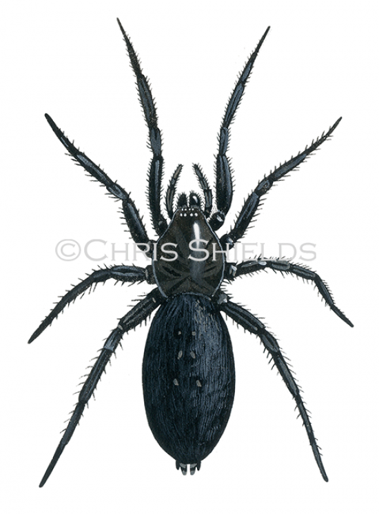 Illustration of Ground Spider (Zelotes latreillei) (#4233)