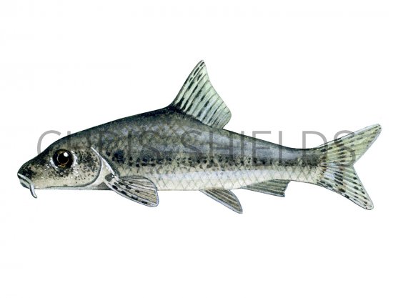 Illustration of Gudgeon (Gobio gobio) (#2696)