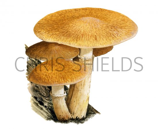 Illustration of Gymnopilus junonius (Spectacular Rustgill) (#3179)