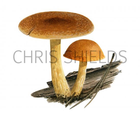 Illustration of Gymnopilus sapineus (Scaly Rustgill) (#3181)
