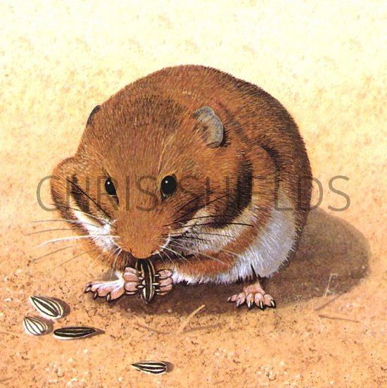 Illustration of Hamster (Mesocricetus auratus) (#0265)
