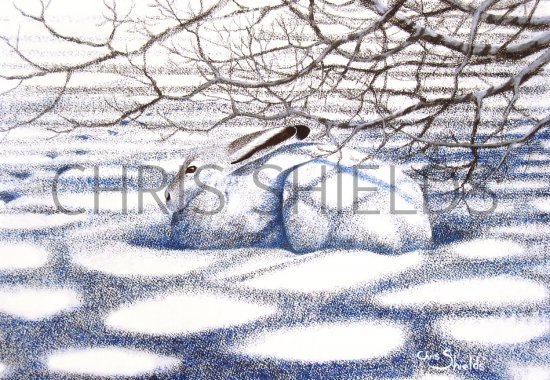 Illustration of Mountain Hare (Lepus timidus) (#0987)