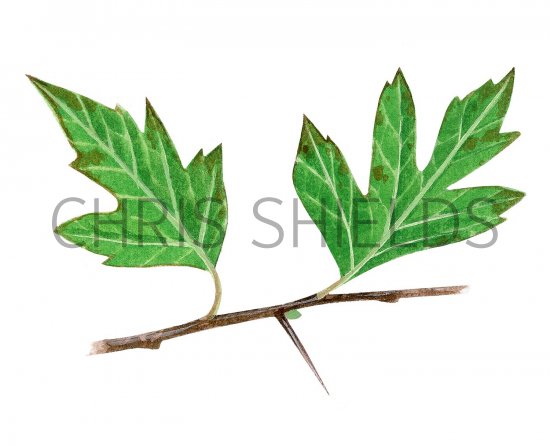 Illustration of Hawthorn leaves (Crataegus monogyna) (#3193)
