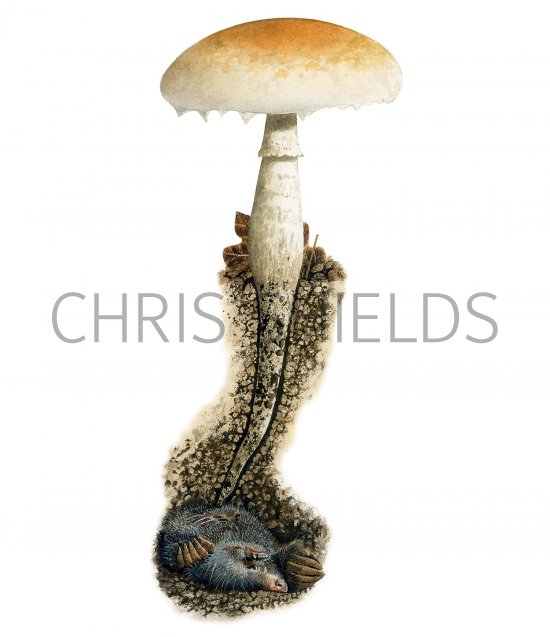 Illustration of Hebeloma radicosum (Rooting Poisonpie) (#3490)
