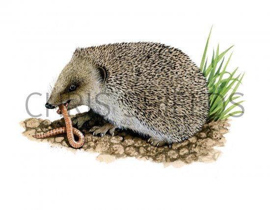 Illustration of Hedgehog (Erinaceus europaeus) (#2410)