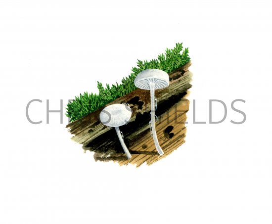 Illustration of Hemimycena cephalotricha (#4065)