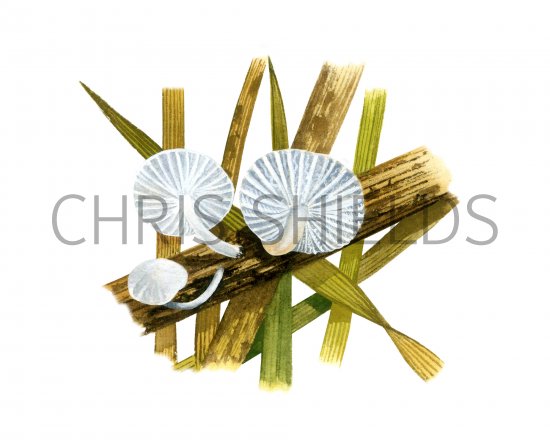 Illustration of Hemimycena delectablis (#4111)