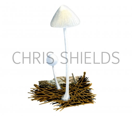 Illustration of Hemimycena lactea (MIlky Bonnet) (#4067)
