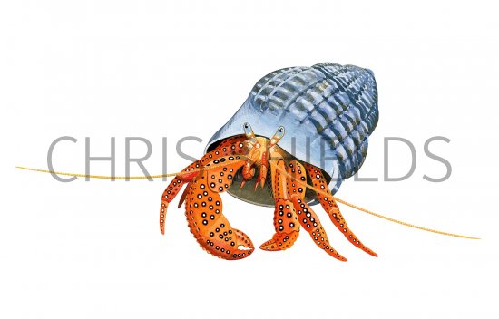 Illustration of Hermit Crab (Dardanos megistos) (#3425)