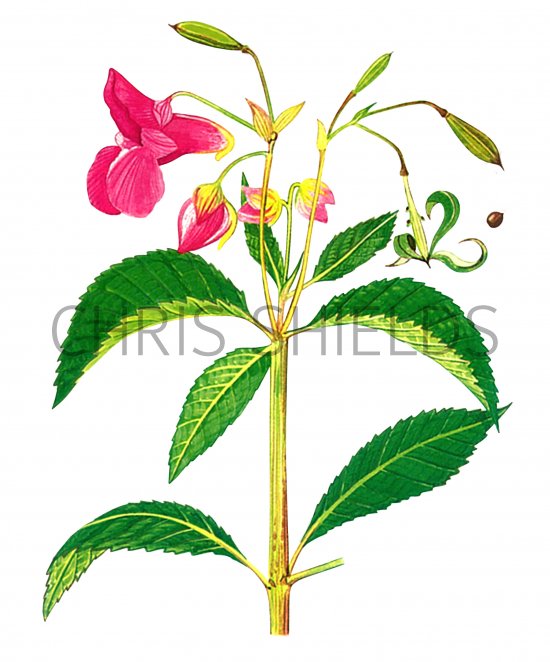 Illustration of Himalayan Balsam (Impatians glandulifera) (#0042)