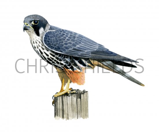 Illustration of Hobby (Falco subbuteo) (#3990)