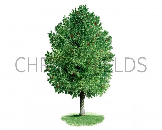 Illustration of Holly (Ilex aquifolium) (#0997)
