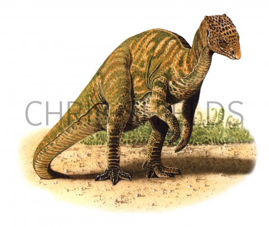 Illustration of Hererasaurus (#0041)