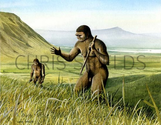 Illustration of Homo erectus (#0123)
