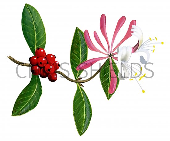 Illustration of Honeysuckle (Lonicera) (#3257)
