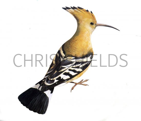 Illustration of Hoopoe (Upupa epops) (#3678)