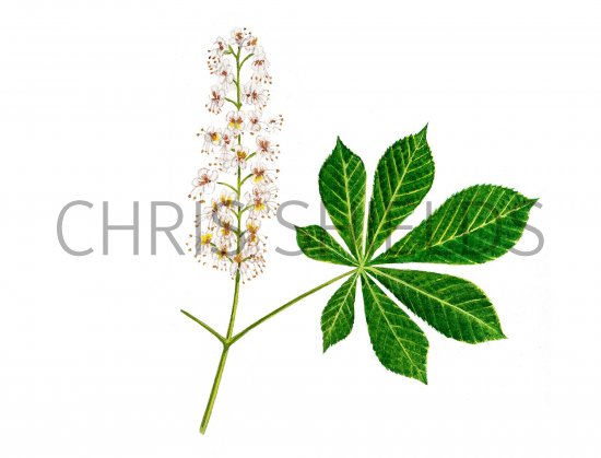 Illustration of Horse Chestnut (Aesculus hippocastanum) (#1020)