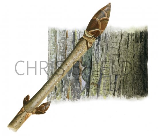 Illustration of Horse Chestnut bark & twig (Aesculus hippocastanum) (#2386)