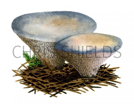 Illustration of Hydnellum caeruleum (#1708)