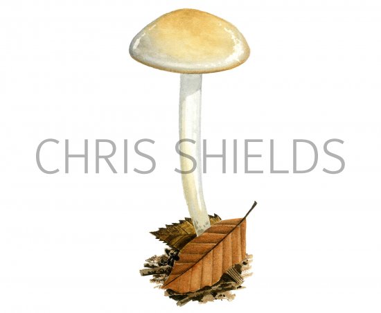 Illustration of Hygrophorus discoxanthus (Yellowing Woodwax) (#3858)