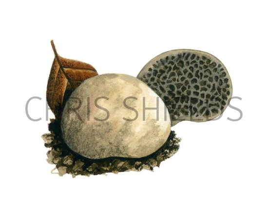 Illustration of Hymenogaster griseus (#1992)