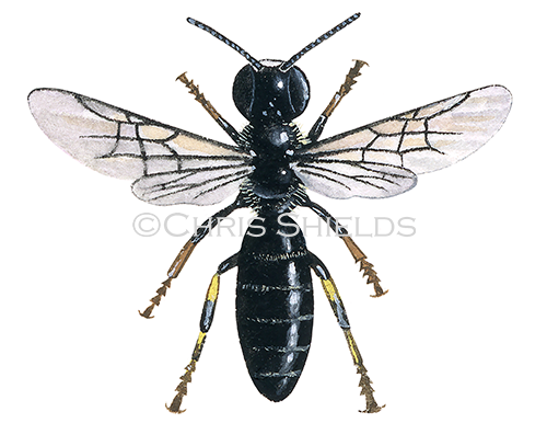 Illustration of Common Masked Bee (Hylaeus communis) (#2303)
