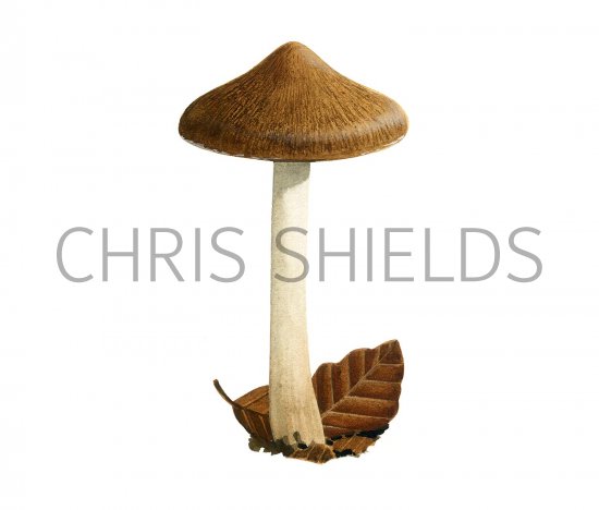 Illustration of Inocybe fraudans (Pear Fibrecap) (#3468)