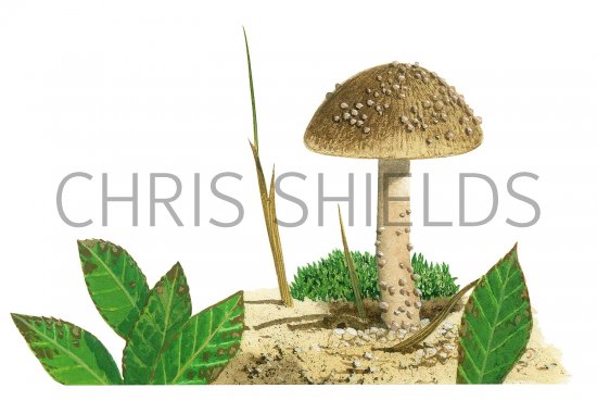 Illustration of Inocybe impexa (#3484)