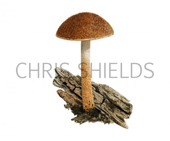 Illustration of Inocybe leptophylla (#3553)