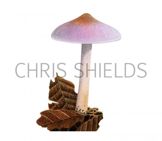 Illustration of Inocybe lilacina (Lilac Fribrecap) (#3542)