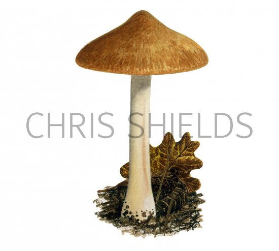 Illustration of Inocybe margaritispora (#3563)