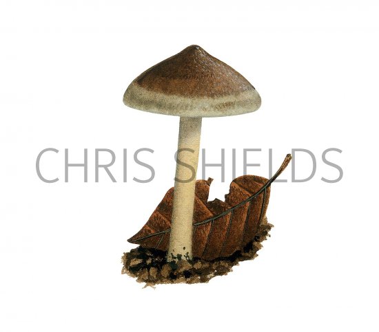 Illustration of Inocybe petiginosa (Scurfy Fibrecap) (#3549)