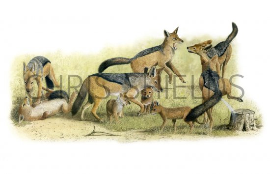 Illustration of Jackal (Black-backed) Canis mesomelas (#1325)