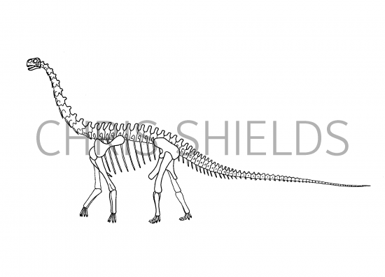 Illustration of Janenschia  (#0206)
