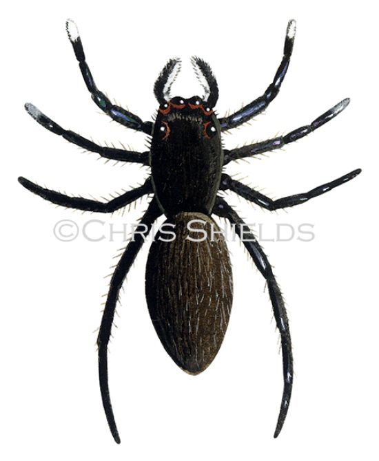 Illustration of Jumping Spider (Euophrys frontalis) (#1523)