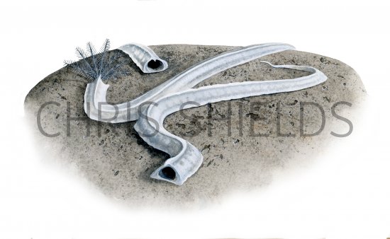 Illustration of Keel Worm, (Spirobranchus sp.) (#4276)