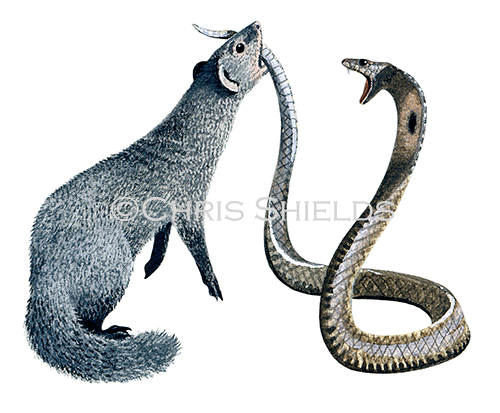 Illustration of King Cobra (Ophiophagus hannah) (#0792)