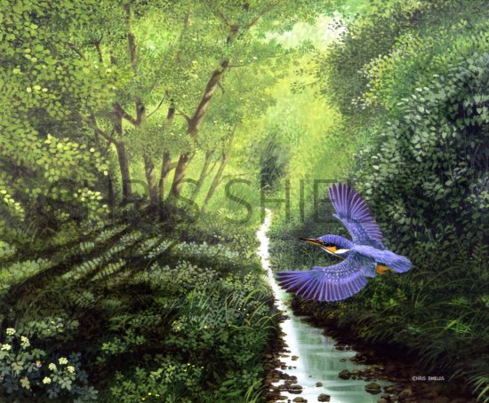 Illustration of Kingfisher (Alcedo atthis) (#0148)