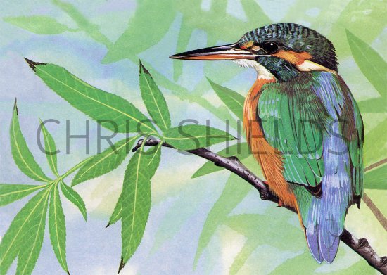Illustration of Kingfisher (Alcedo atthis) (#2148)