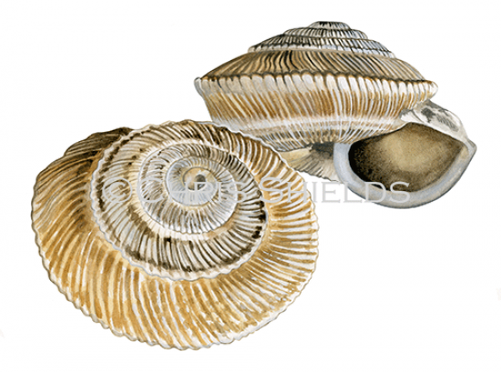 Illustration of Land Snail (Trochoidea carinatoglobosa) (#4654)