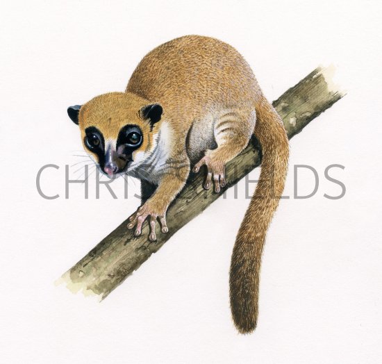 Illustration of Lavasoa Mountains Dwarf lemur (Cheirogaleus lavasoensis) (#3738)