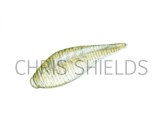 Illustration of Leech (Helobdella stagnalis) (#2280)