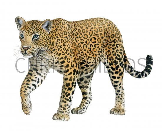 Illustration of Leopard (Panthera pardus) (#0570)