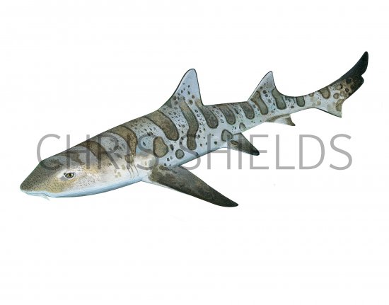 Illustration of Leopard Shark (Triakis semifasciata) (#3787)