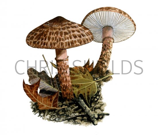 Illustration of Lepiota fuscovinacea (#3509)