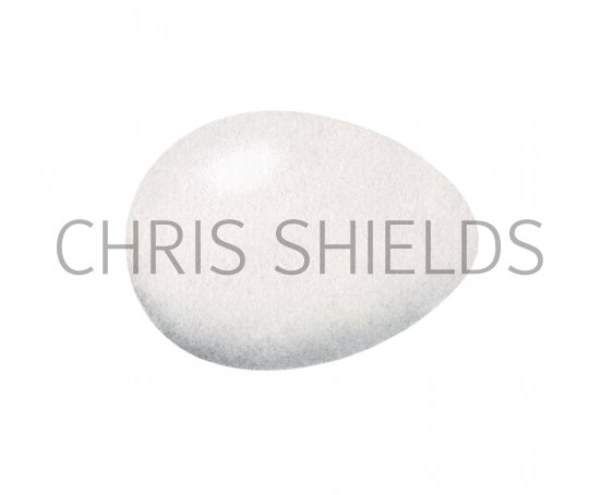 Illustration of Lesser Spotted Woodpecker egg (Dryobates minor) (#3297)