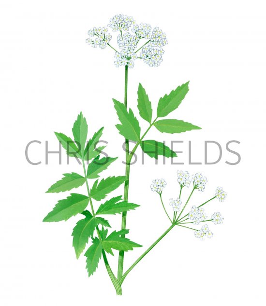 Illustration of Lesser Water Parsnip (Berula erecta) (#2810)