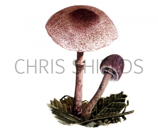 Illustration of Leucoagaricus ionidicolor (#3525)